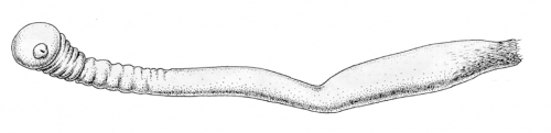 Crystallophrisson kafanovi Ivanov - holotype