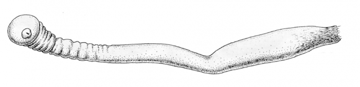 Crystallophrisson kafanovi Ivanov - holotype