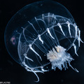 Hydrozoa (hydroids)