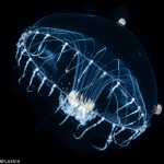 Hydrozoa (hydroids)