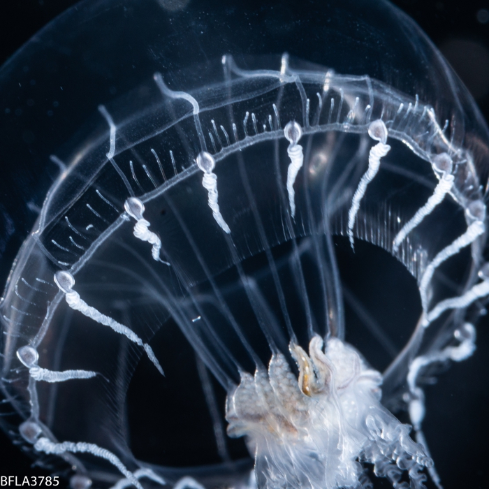 Orchistoma collapsum medusa from Florida