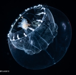 Hydrozoa (hydroids)