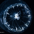 Hydrozoa (hydroids)