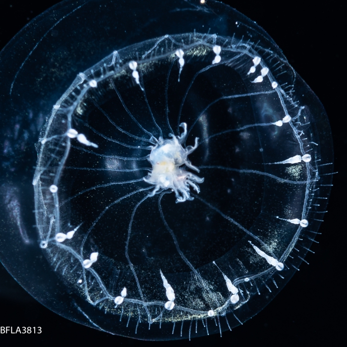 Orchistoma collapsum juvenile medusa from Florida