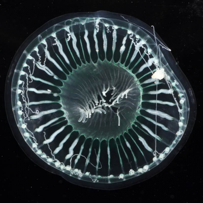 Aequorea globosa medusa from mouth of Brunswick River, New South Wales, Australia Aequorea globosa medusa from mouth of Brunswick River, New South Wales, Australia