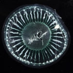 Aequorea globosa medusa from mouth of Brunswick River, New South Wales, Australia 