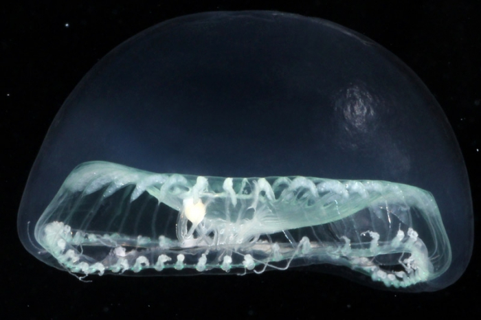 Aequorea globosa medusa from mouth of Brunswick River, New South Wales, Australia 