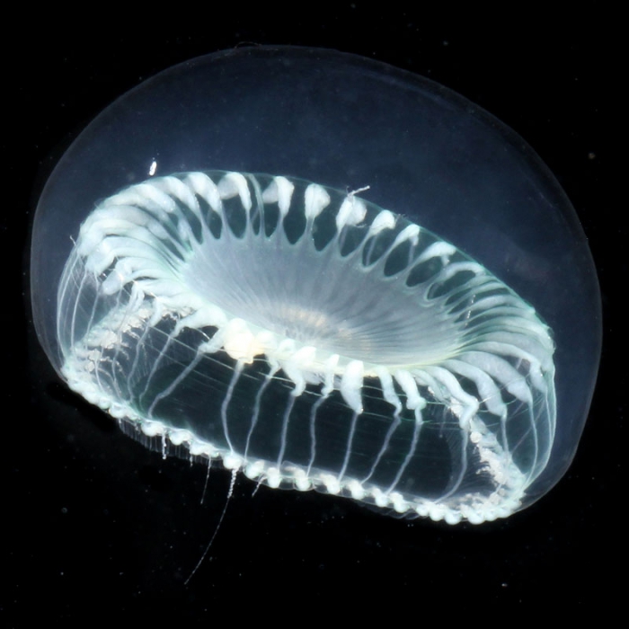 Aequorea globosa medusa from mouth of Brunswick River, New South Wales, Australia Aequorea globosa medusa from mouth of Brunswick River, New South Wales, Australia