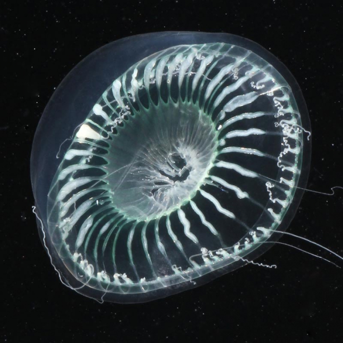 Aequorea globosa medusa from mouth of Brunswick River, New South Wales, Australia 