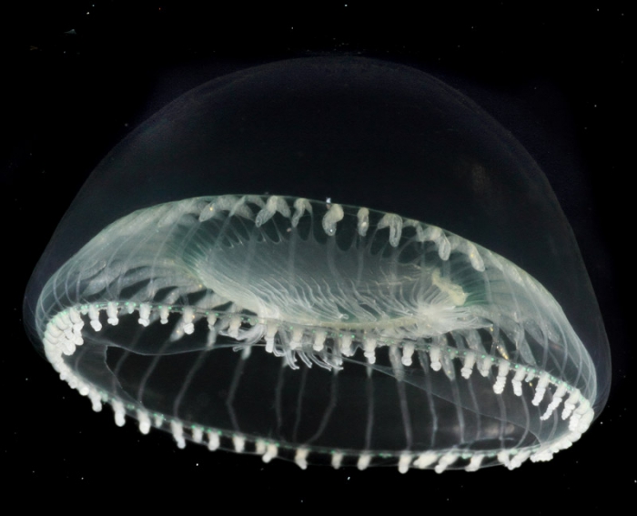 Aequorea globosa medusa from mouth of Brunswick River, New South Wales, Australia Aequorea globosa medusa from mouth of Brunswick River, New South Wales, Australia