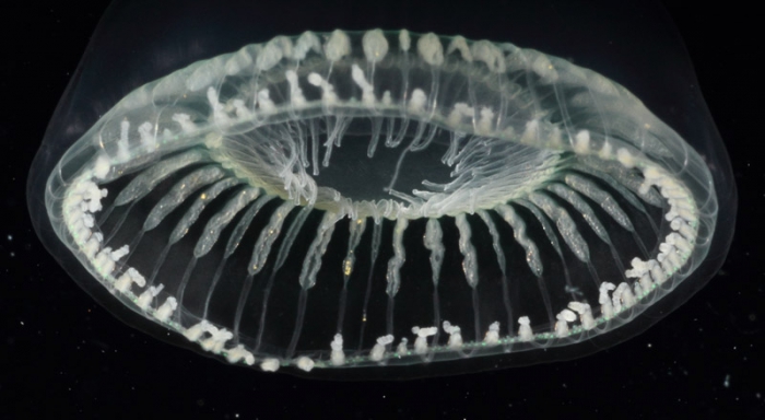 Aequorea globosa medusa from mouth of Brunswick River, New South Wales, Australia