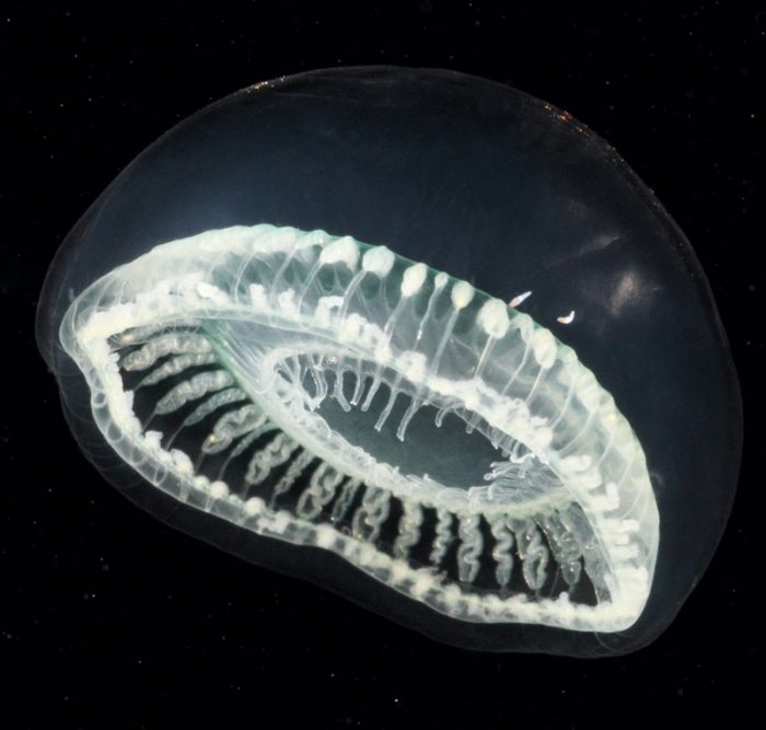 Aequorea globosa medusa from mouth of Brunswick River, New South Wales, Australia Aequorea globosa medusa from mouth of Brunswick River, New South Wales, Australia