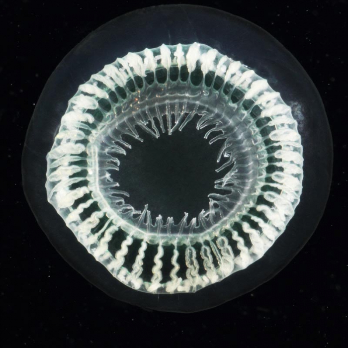 Aequorea globosa medusa from mouth of Brunswick River, New South Wales, Australia Aequorea globosa medusa from mouth of Brunswick River, New South Wales, Australia
