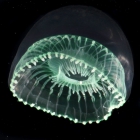 Aequorea globosa medusa from mouth of Brunswick River, New South Wales, Australia