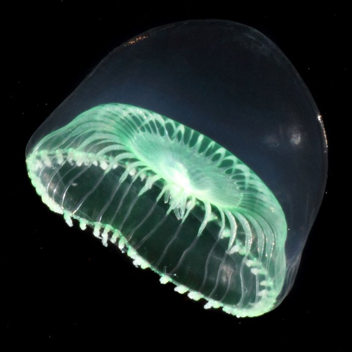 Aequorea globosa medusa from mouth of Brunswick River, New South Wales, Australia Aequorea globosa medusa from mouth of Brunswick River, New South Wales, Australia