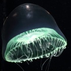 Aequorea globosa medusa from mouth of Brunswick River, New South Wales, Australia