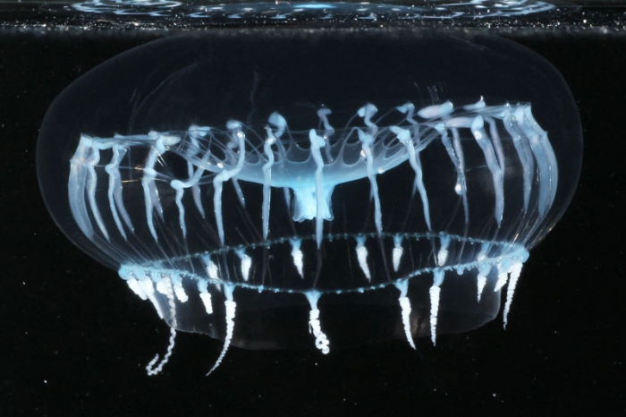 Aequorea australis medusa from mouth of Brunswick River, New South Wales, Australia