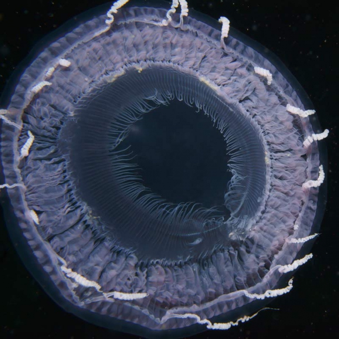 Aequorea cf. pensilis medusa from mouth of Brunswick River, New South Wales, Australia