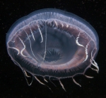 Aequorea cf. pensilis medusa from mouth of Brunswick River, New South Wales, Australia
