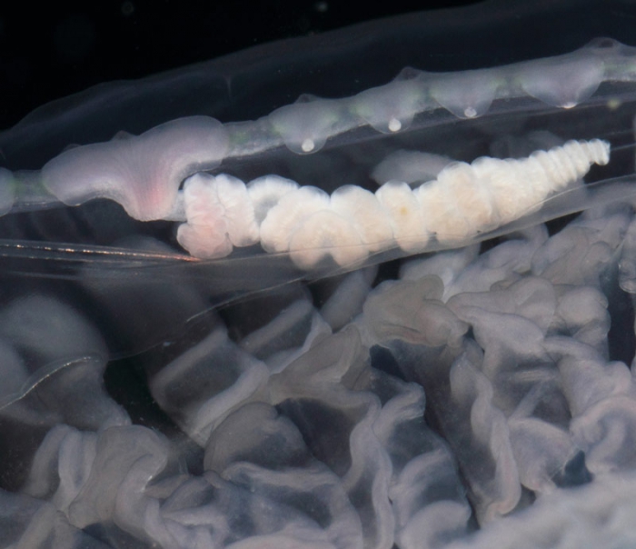 Aequorea cf. pensilis medusa from mouth of Brunswick River, New South Wales, Australia