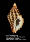 Muricopsis withrowi