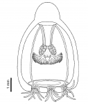 Koellikerina constricta, Japan, from Kawamura & Kubota (2005)