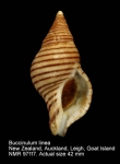 Buccinulum pallidum powelli