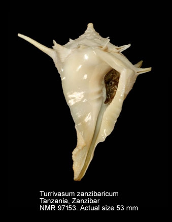 Tudivasum zanzibaricum
