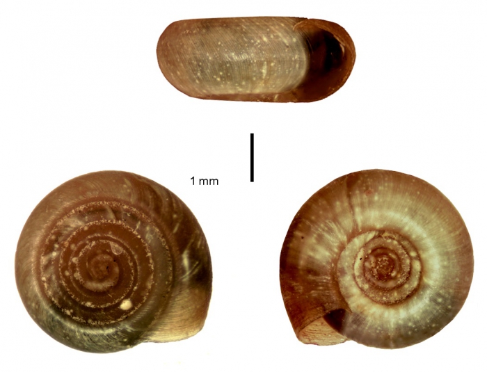Bathyomphalus contortus shell Bathyomphalus contortus shell