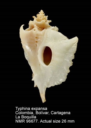 Typhina expansa