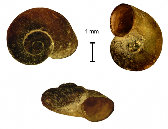 Choanomphalus mongolicus shell Choanomphalus mongolicus shell