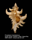Poropteron transkeianus