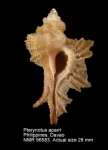 Pterynotus aparrii