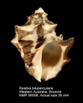 Reishia bitubercularis