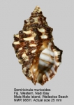 Semiricinula muricoides
