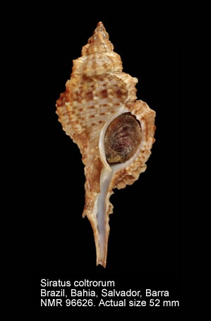 Siratus coltrorum