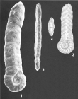 Duquepsammia earlandi (Barker) identified specimen