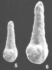 Duquepsammia bulbosa (Cushman) identified specimen