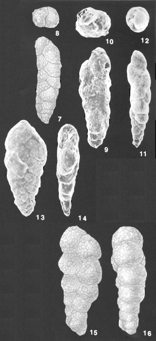 Prolixoplecta pusilla (Parr) identified specimen