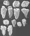 Gaudyrina attenuata Chapman identified specimen