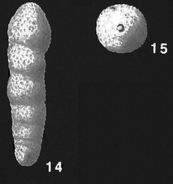 Martinottiella milletti (Cushman) identified specimen