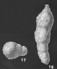 Pseudoclavulina novangliae (Cushman) identified specimen