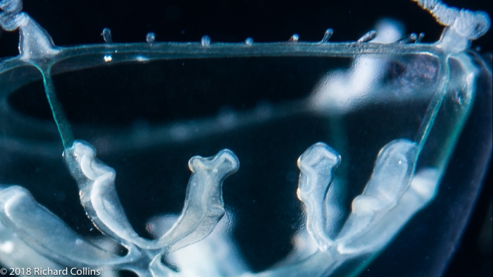 Staurodiscus tetrastaurus medusa, from the Western Atlantic, Florida