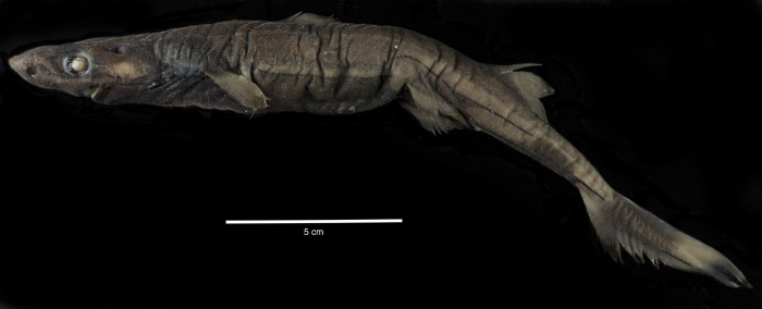 Etmopterus marshae Etmopterus marshae