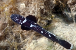 Didogobius schlieweni