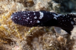 Didogobius schlieweni