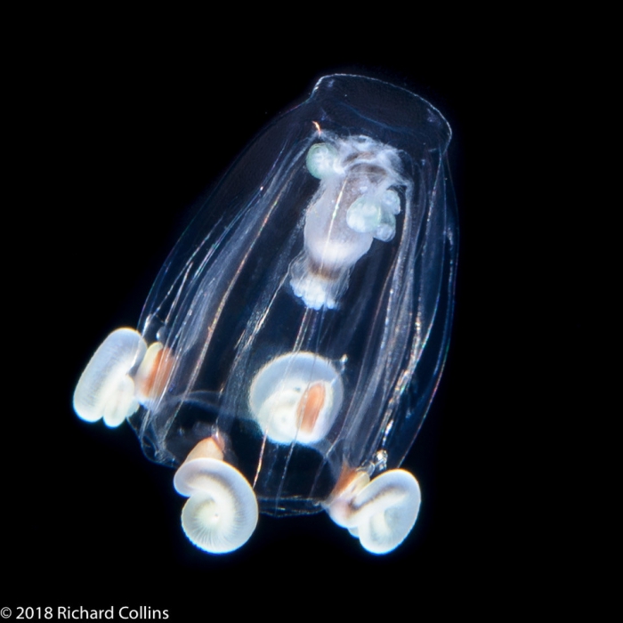 Cytaeis tetrastyla, medusa; from Florida, western Alantic