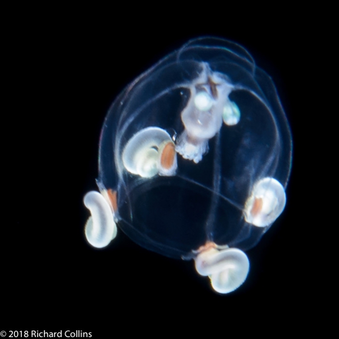 Cytaeis tetrastyla, medusa; from Florida, western Atlantic