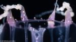 Merga violacea medusa, from Florida, Western Atlantic