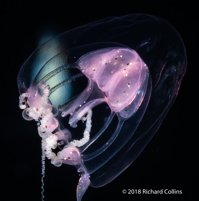 Merga violacea medusa, from Florida, Western Atlantic